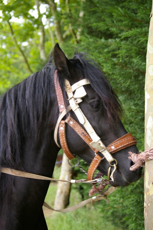 Les chevaux marocains: Les Chevaux Marocains 028